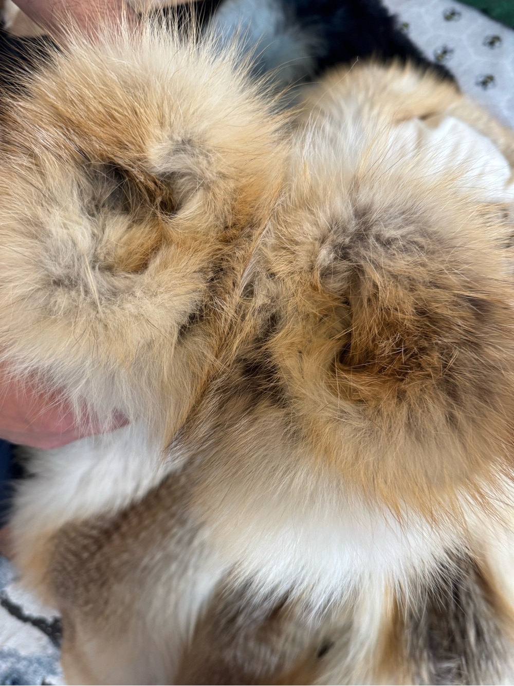 Golden island gold fox Luxurious Natural Fur Coat -Honey Blonde Tones Men  hood - Picture 5 of 16
